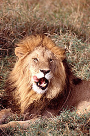 Picture 'KT1_06_27 Lion, Kenya, Masai Mara'
